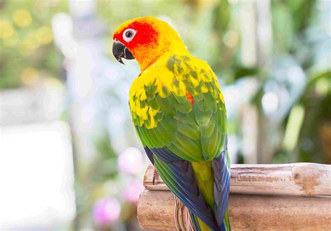 Live Yellow Parrot .